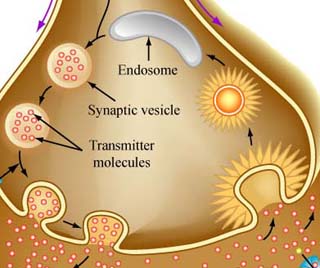 The image shows some of the neurotransmitter sections: the endosome, the synaptic vesicle and the transmitter molecules. The image shows some of the neurotransmitter sections: the endosome, the synaptic vesicle and the transmitter molecules.
